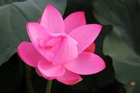 夏日粉色荷花盛开图片